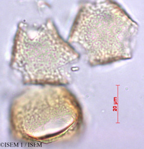 ISEM 1/Desfontainia_spinosa_29436/Desfontainia_spinosa_29436_0001(copy)_thumb.jpg